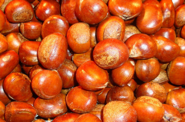 糖炒栗子技術(shù)配方怎么做？香甜焦脆有秘訣，新手學(xué)會(huì)也能炒出老味道！